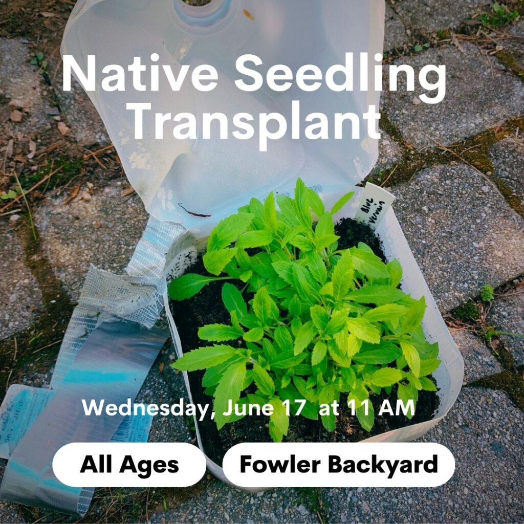 Native Seedling Transplant at Fowler <span class="mmes-shared-tag">Shared From Cooler Concord</span>